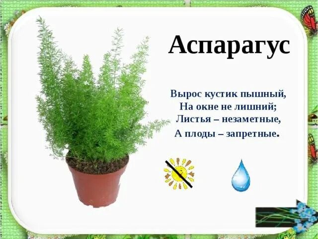 Аспарагус в детском саду. Аспарагус комнатное растение описание. Опишите особенности растений каланхоэ и аспарагуса