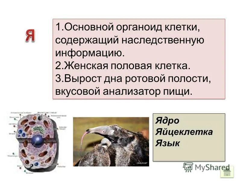 Структуры клетки содержащие генетическую информацию. Структуры клетки содержащие генетическую информацию