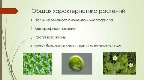 Общие признаки растений шестой класс биология