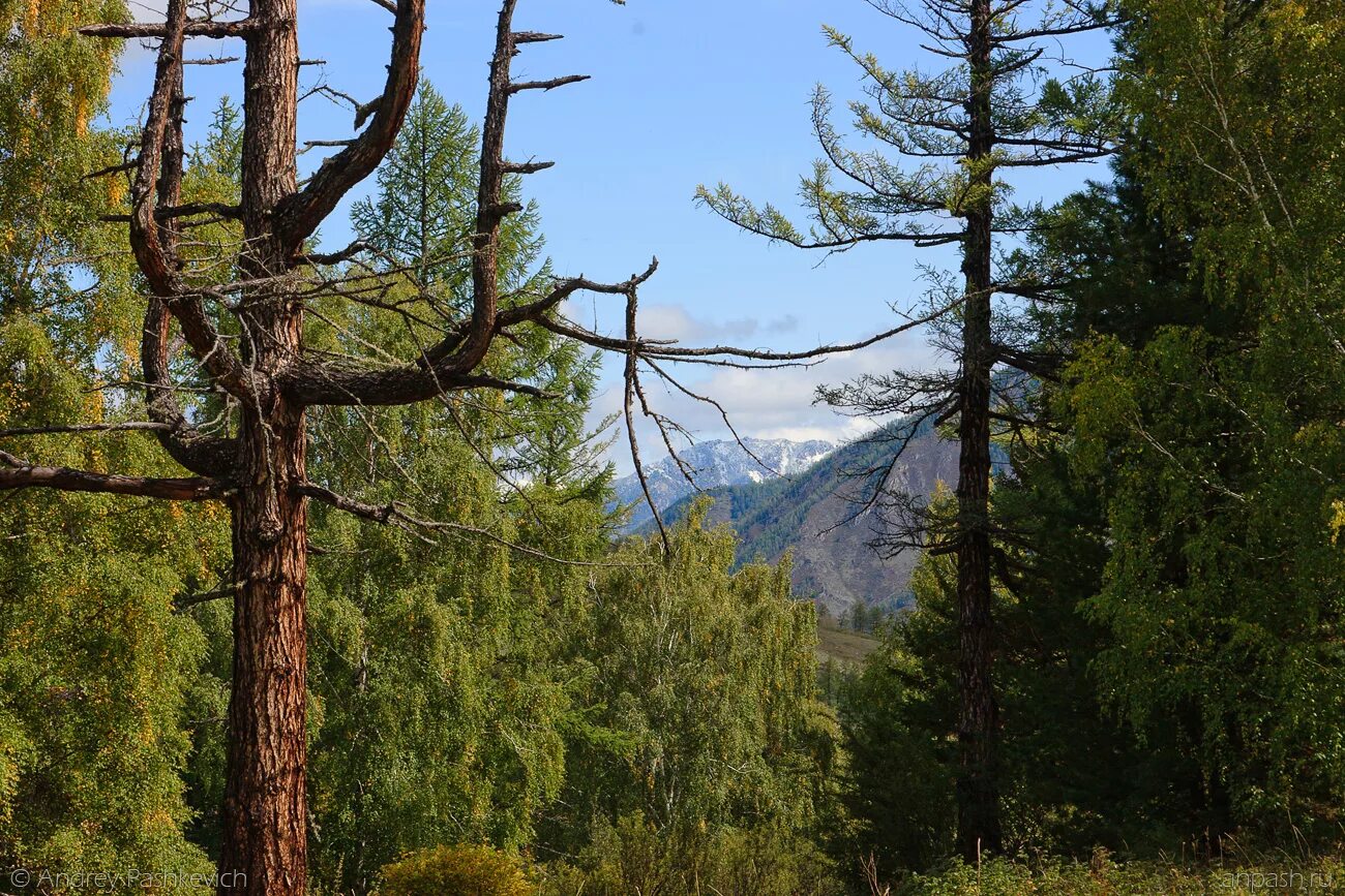 кедр в республике алтай. сибирский кедр в тайге. деревья алтая. деревья алтая. реликтовый кедр горный алтай.