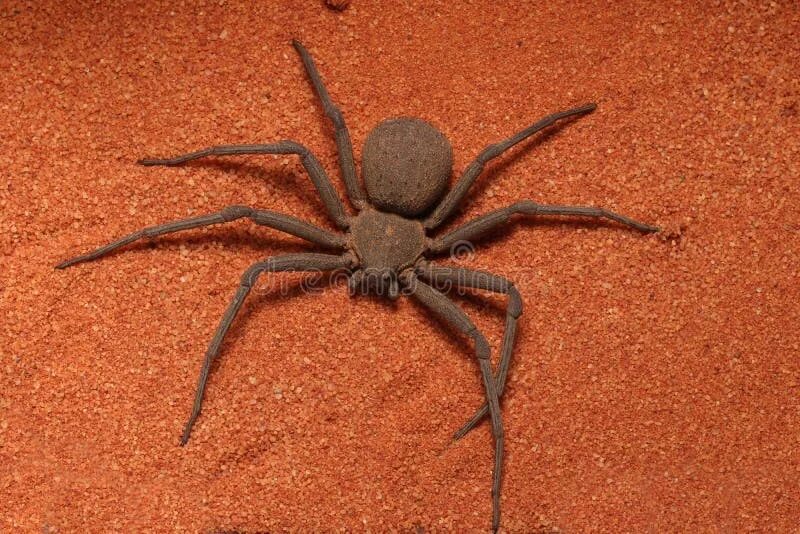 File:Leucorchestris arenicola2.jpg - Wikipedia