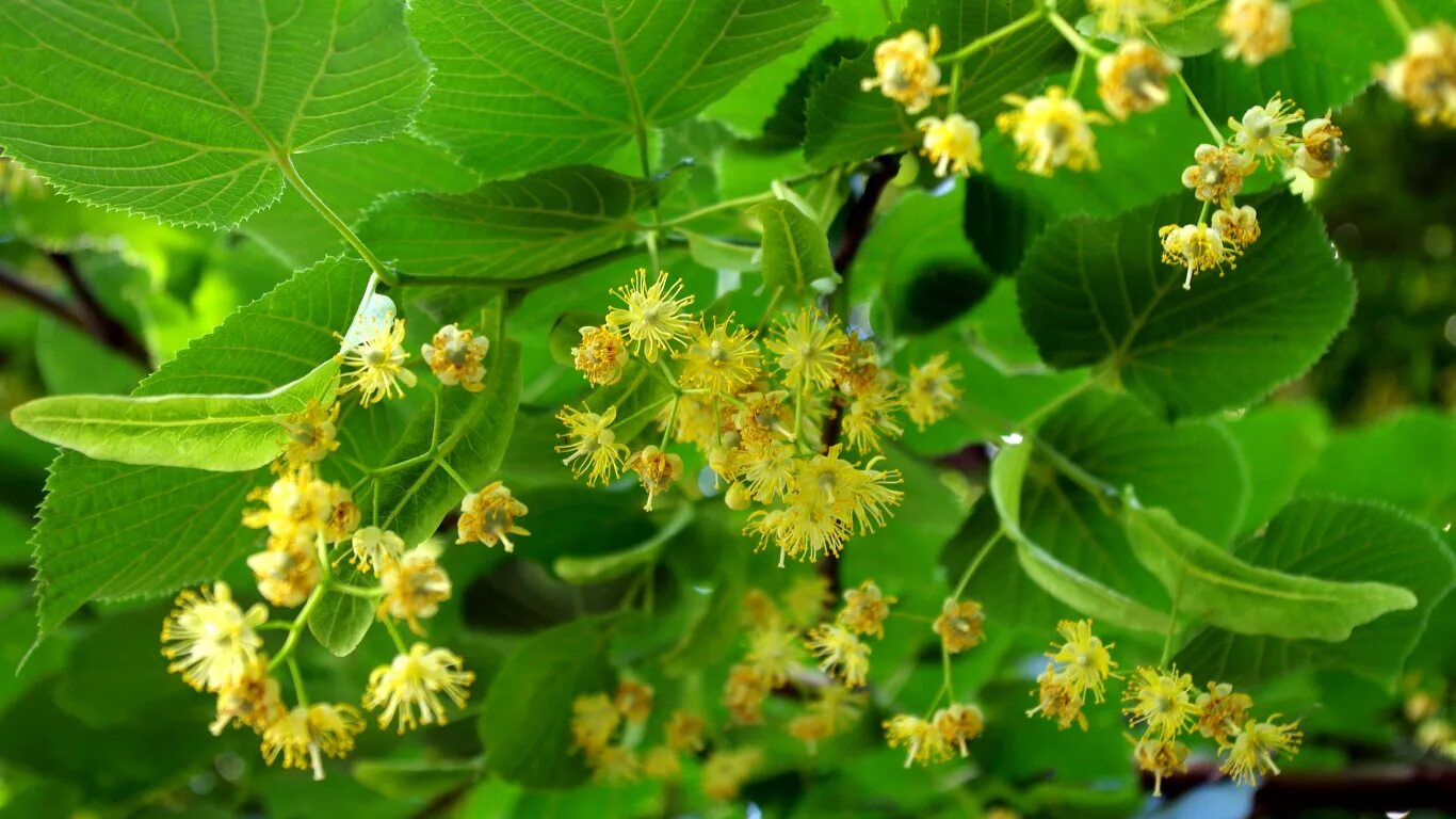 Липа древнейшая спутница города. Липа маньчжурская (Tilia mandshurica). Липа обыкновенная (Tilia). Липа крупнолистная Рубра. Липа мелколистная.