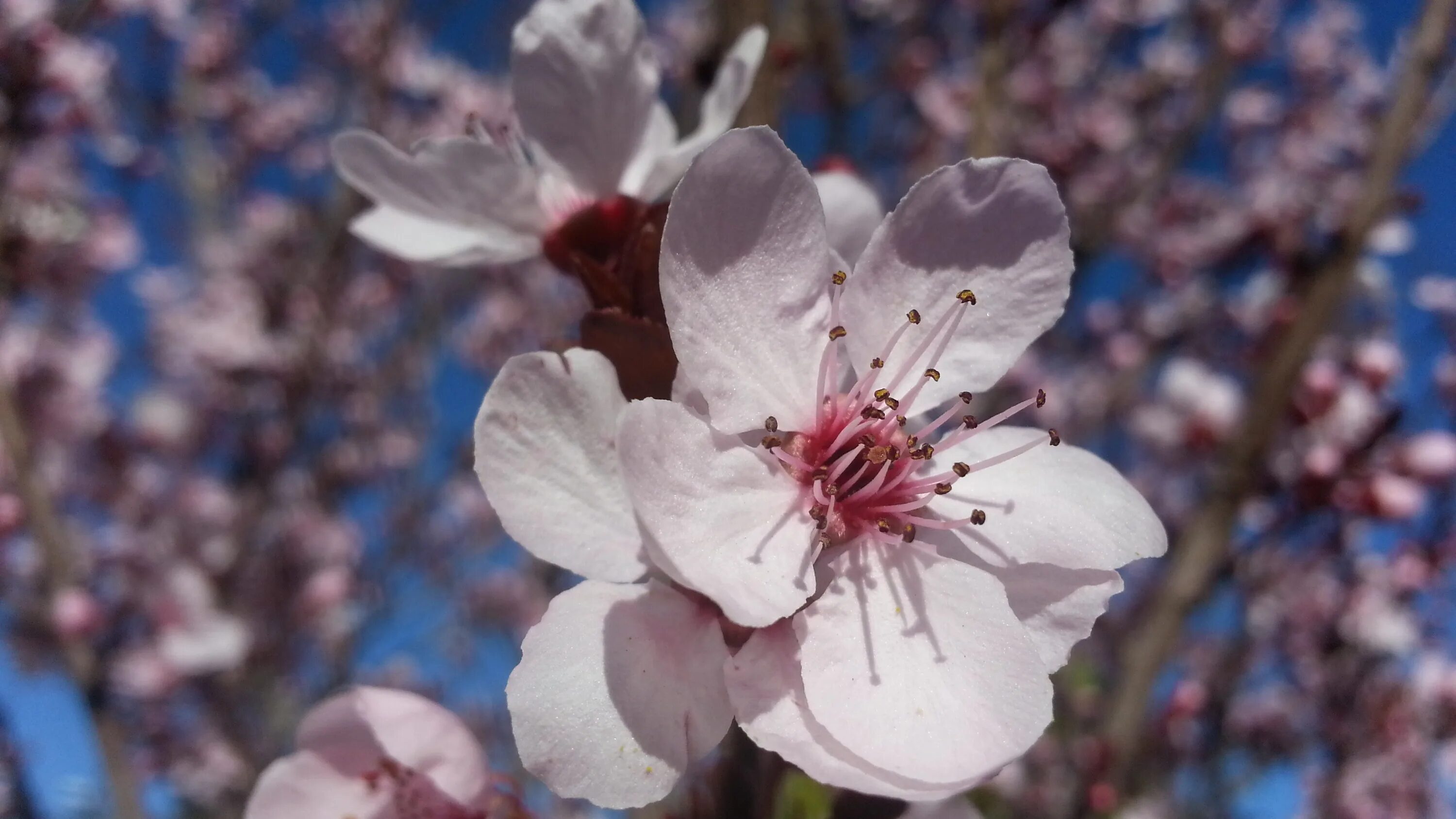 Plum blossom. Цветок Plum Tree. Цветущая слива. Слива цветение. Цветы сливового дерева.