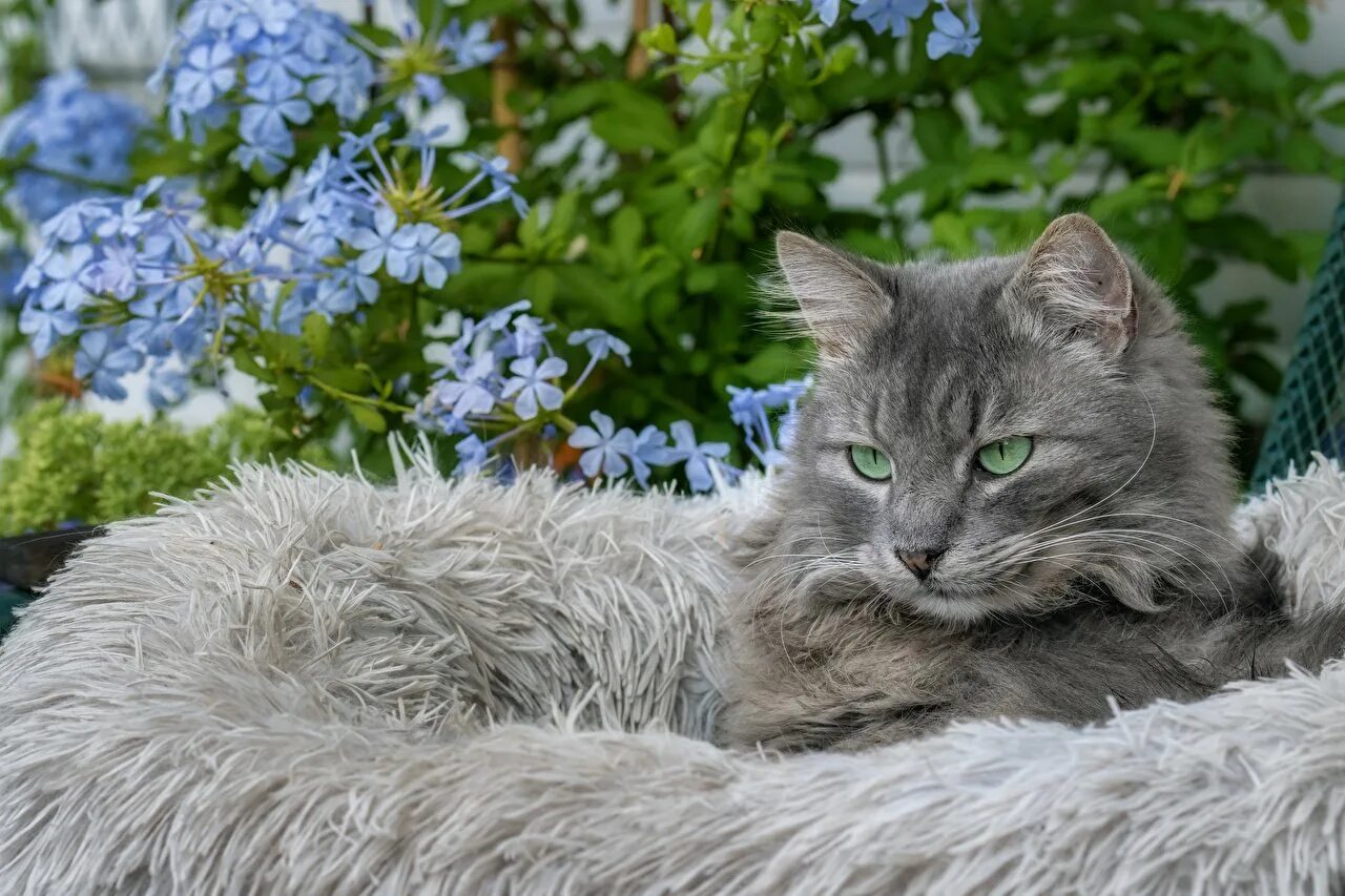 Коты синего цвета
