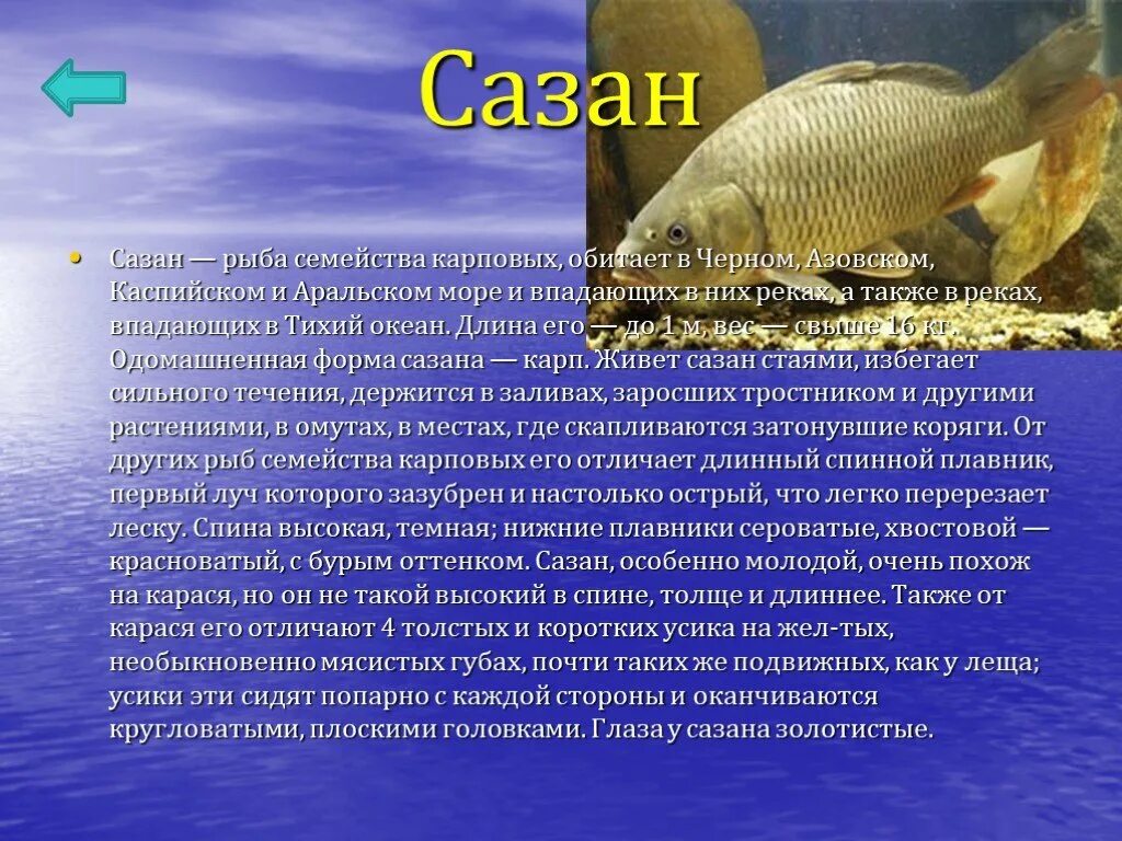 Сообщение про класс рыб. Описание рыбы. Сообщение о рыбе сазан. Сазан краткое описание. Рыбы и их описание и особенность.