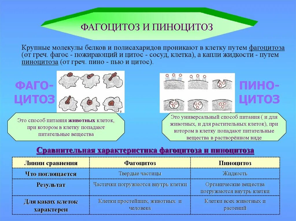 Пиноцитоз является функцией. Пиноцитоз и фагоцитоз в клетке животных. пиноцитоз и фагоцитоз растительной клетки. строение клетки таблица фотоцитоз. фагоцитоз для кого характерен.