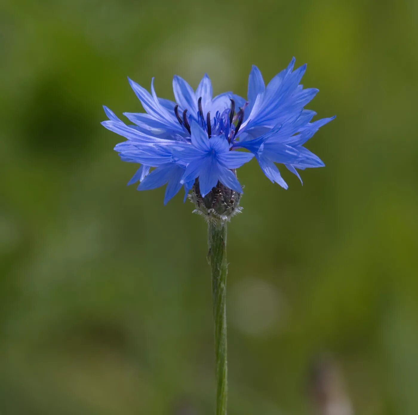 Василек мухина. Василек голубой Centaurea cyanus. Василек синий (Centaurea cyanus). Василек Флорес. Центаурея Цианус.