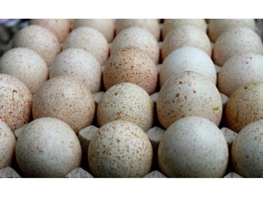 Купить яйцо ростовская область. Инкубационное яйцо индюшат Биг-6. Инкубационное яйцо индейки Биг 6. Яйцо инкубационное индюшиное. Яйцо индюка Биг 6.