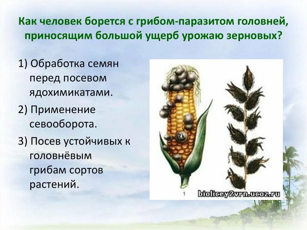 Головня фитофтора трутовик
