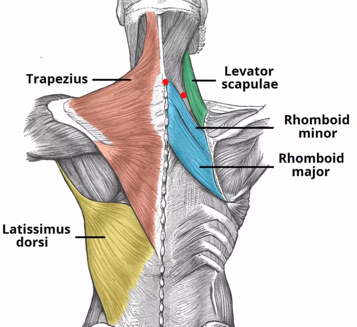 Верхняя трапециевидная. Latissimus Dorsi. Трапециевидная мышца спины анатомия. Строение трапециевидной мышцы спины. Капюшонная мышца спины.