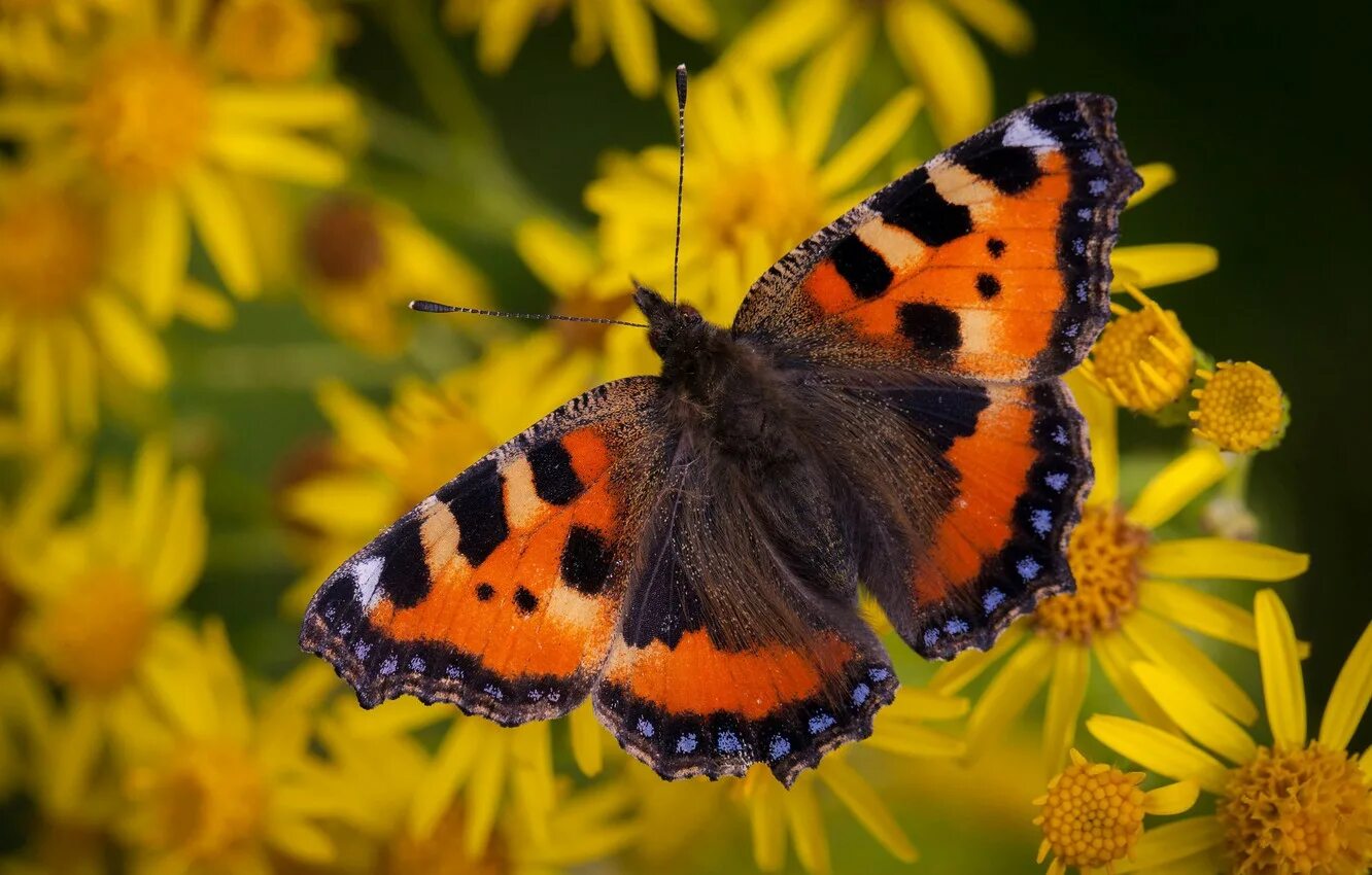 Бабочка крапивница обыкновенная. Крапивница желтые. Крапивница желтые. Отряд тип семейство бабочки крапивницы. Желтая бабочка с оранжевыми пятнышками.