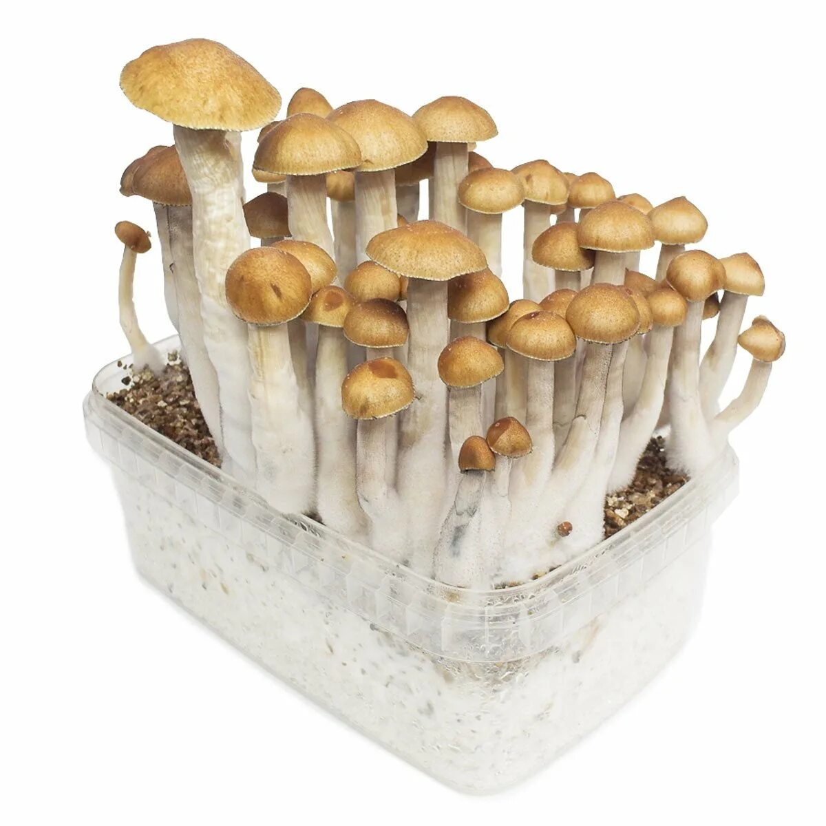 Golden teacher aquakey. Примордии golden teacher. Golden teacher фото. Псилоцибин грибы голден тичер. Кубенсис стрейн.