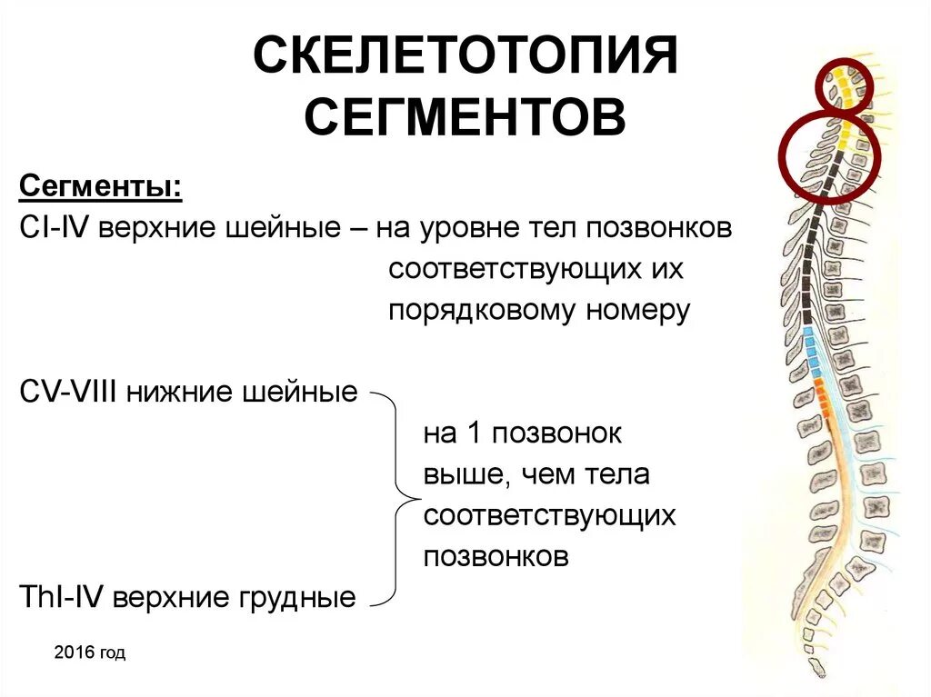 Скелетотопия сегментов спинного мозга. Сегменты спинной мозг Скелетотопи. Сегменты спинного мозга на уровне позвонков. Спинной мозг скелетолопия.