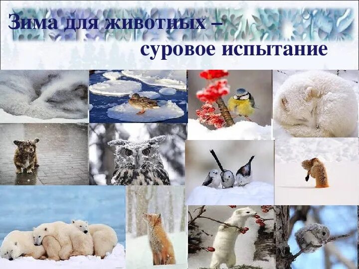 Как спасти животных зимой. Стенгазета животные зимой. берегите животных зимой. назовите зимний животных. проектная работа по литературе животные зимой.
