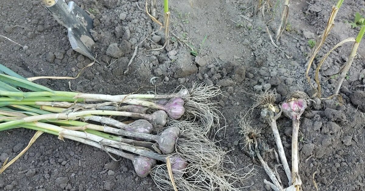 В огороде уродилось). Средство для посадки чеснока. Почему урожай чеснока водянистый. Урожайность чеснока