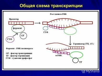 Как в современной музыкальной жизни называют транскрипции