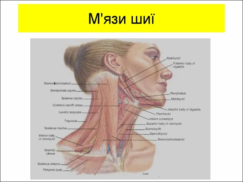 Строение шеи спереди у мужчин. Строение шеи и горла спереди. Внутреннее строение шеи. Шея человека строение сонная артерия. Строение шеи и горла спереди у женщин.