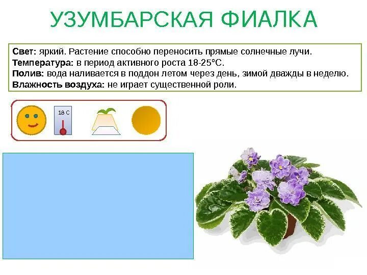 Фиалки обозначение