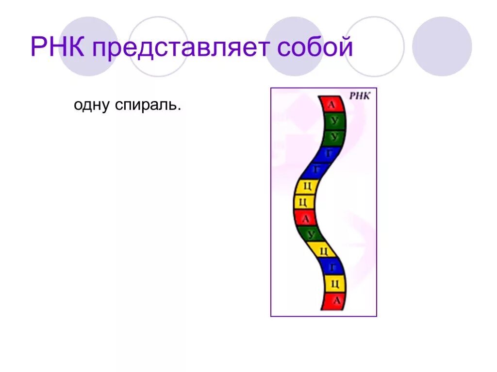 Рнк представляет собой. Рнк представляет. рнк представляет собой спираль.