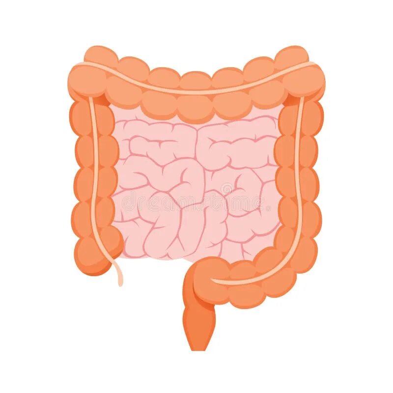 Кишечник человека для детей. Кишечник человека для дошкольников. Толстая кишка вектор. Тонкая кишка ребенка