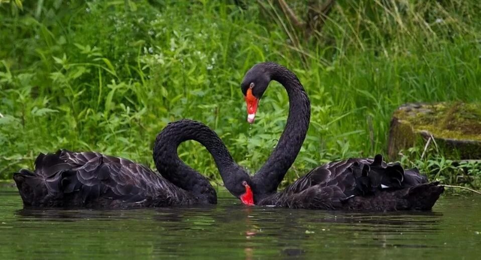 лебедь для презентации. австралийский черный лебедь. черный лебедь где. нассим талеб черный лебедь. гусеобразных черный лебедь.