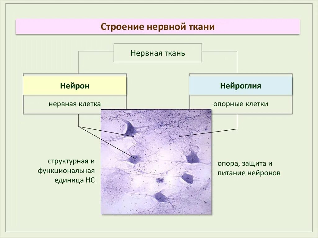 Основная особенность нервной ткани. Нервная ткань классификация строение и функции. Строение и особенности строения нервной ткани. Строение нервкнойткани. Строений нервной ткант.