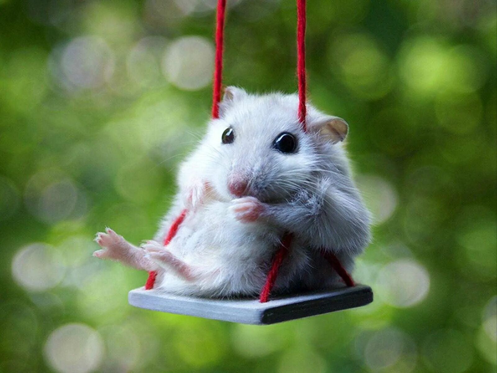 Hamster dzen. Хомячок роборовского. Колесо для хомяка. Хомяк фэнтези. Хомяк.