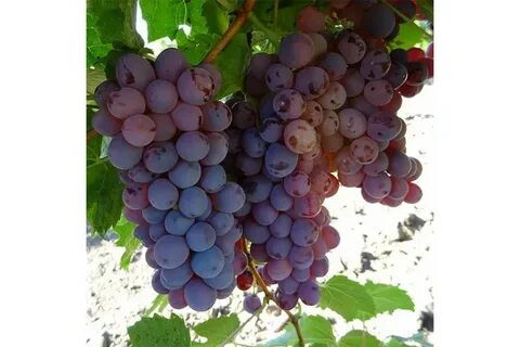 Кишмиш велес виноград описание сорта фото отзывы