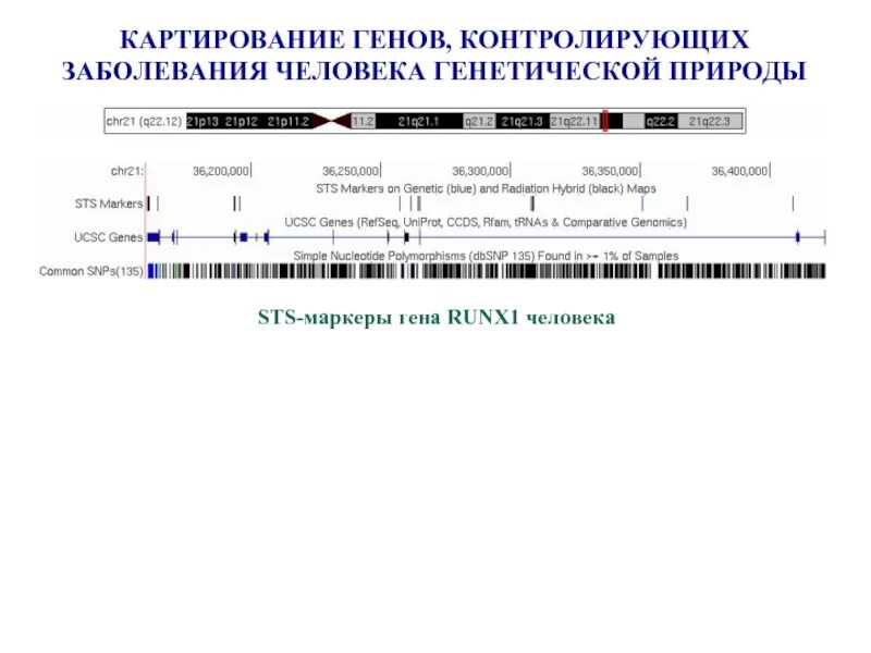 Картирование гена. Картирование генов. картирование генов человека. функциональное картирование генов. картирование человеческого генома.