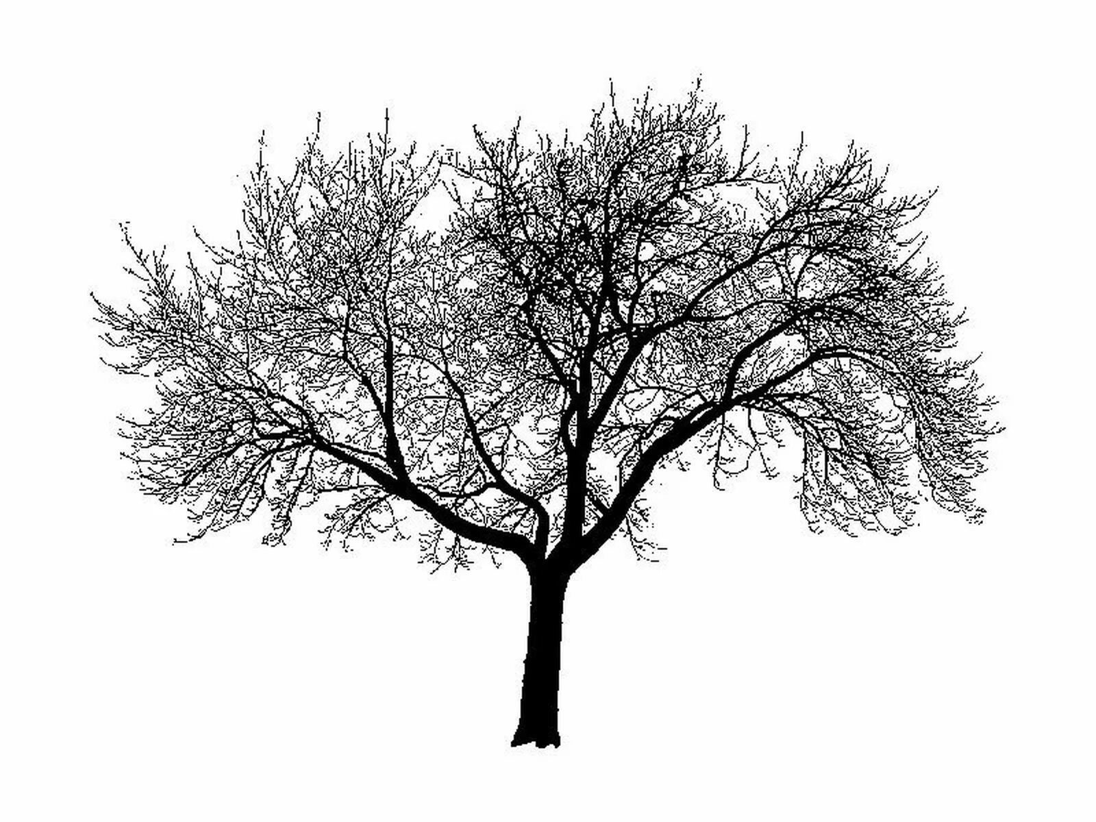 Рисунок дерева на белом фоне. Деревья. дерево без фона. ветвистое дерево рисунок. ветвистое дерево графика.