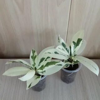 Фикус альбомаргината