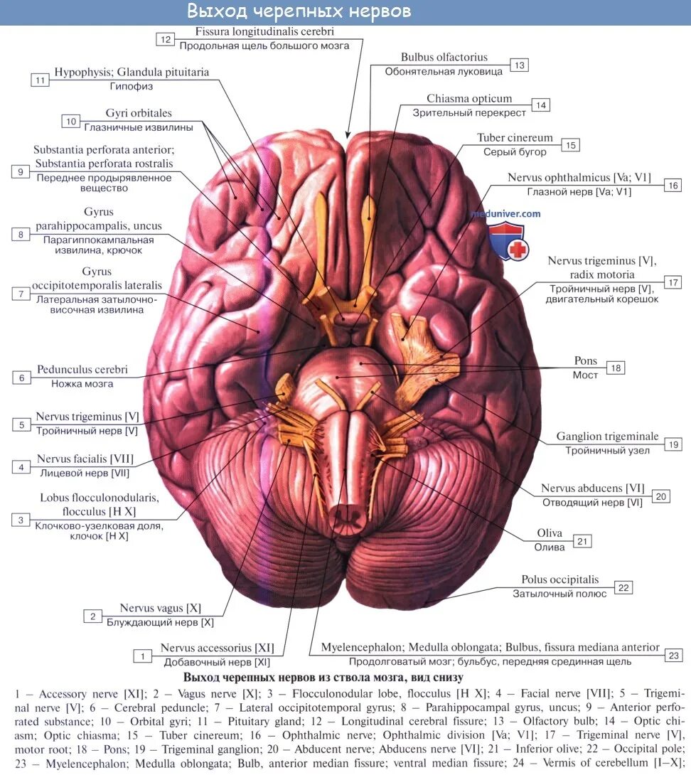 Пара черепных нервов анатомия. 12 Пар черепно мозговых нервов анатомия. 12 Пар черепных нервов анатомия выходы из черепа. Выход 12 пар черепных нервов из мозга. Ядра 12 пар черепных нервов анатомия.