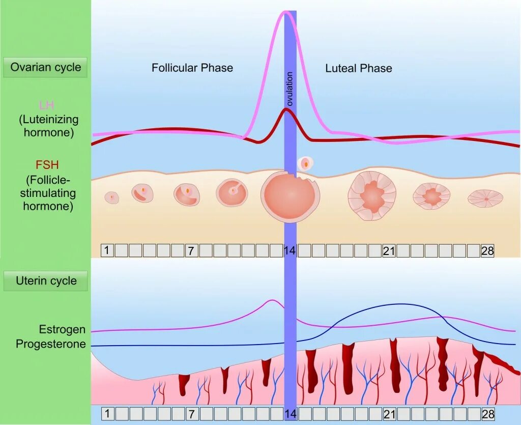 Овуляция. Овуляция LH. LH тест овуляция 45. Regulation of menstrual Cycle. Запах во время овуляции