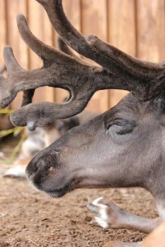 олениха вельвет. рога у самцов. оленьи рога. антилопа винторогая сайгак. рога животных.
