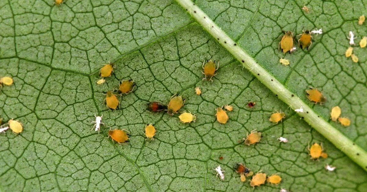 К какому отряду относится бахчевая тля. Тля бахчевая (aphis gossypii). бахчевая тля (aphis gossypii glov.),. бахчевая (хлопковая) тля. лат. aphis gossypii.