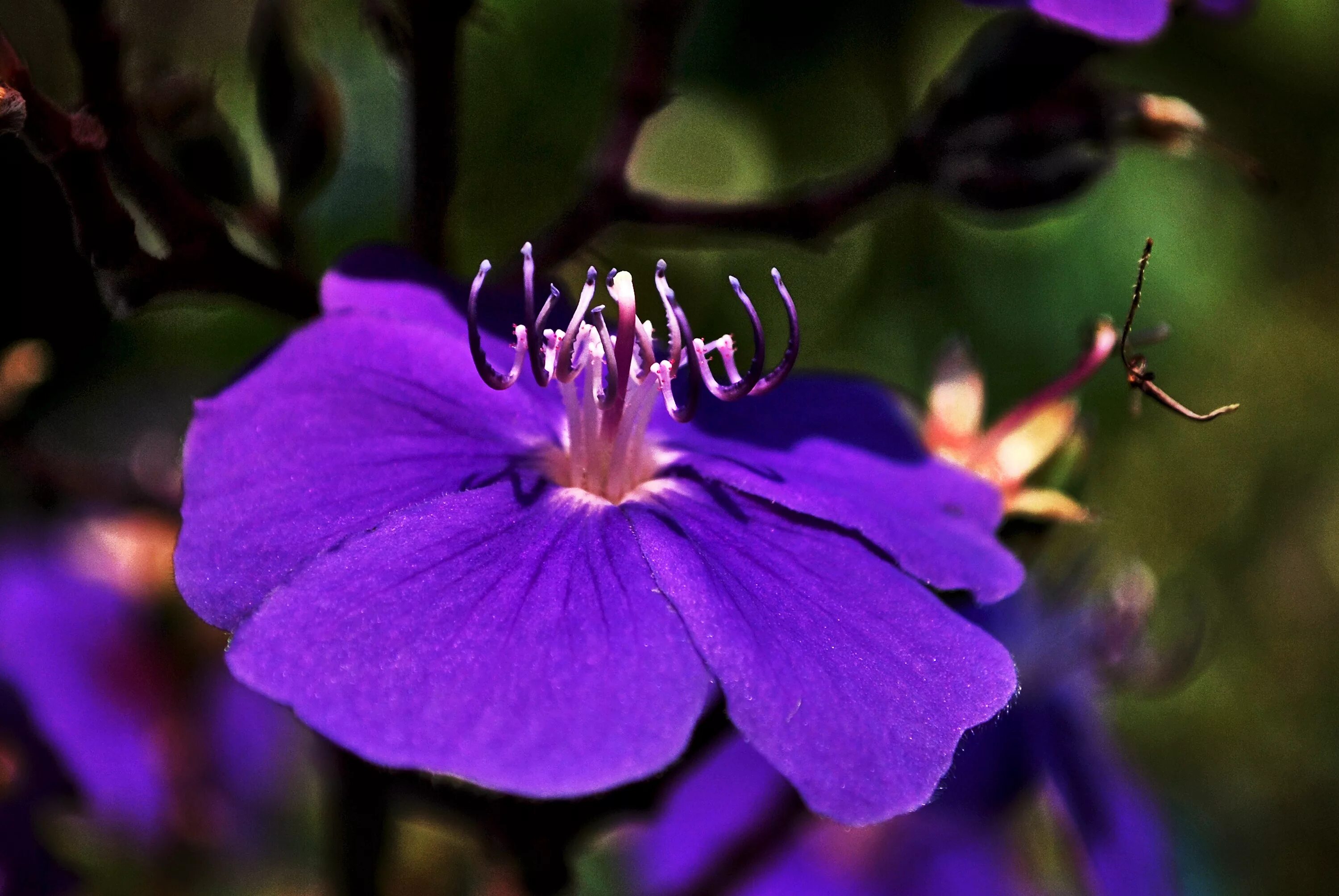 Разные цветы точно по времени. Полевый фиолетовый цветок Вайолет. Мирриниум пурпурный. Цветок с фиолетовыми лепестками. Пурпурные цветы названия.