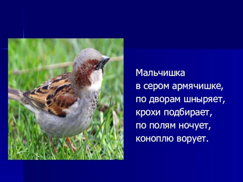 Мальчишка в сером армячишке. Мальчишка в сером армячишке по дворам. отгадка мальчишка в сером армячишке. армячишке. в сером армячишке по дворам шныряет крошки со.
