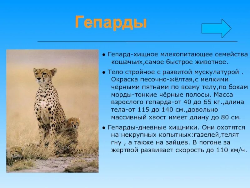 Доклад о гепарде. Гепард описание животного. Гепард краткие сведения. Гепард презентация.