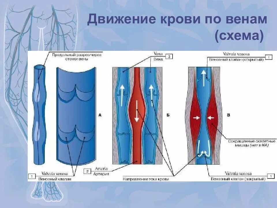 Направление движения крови вен. Направление движения крови в венах. Движение крови в венах физиология. Движение крови по венам схема.