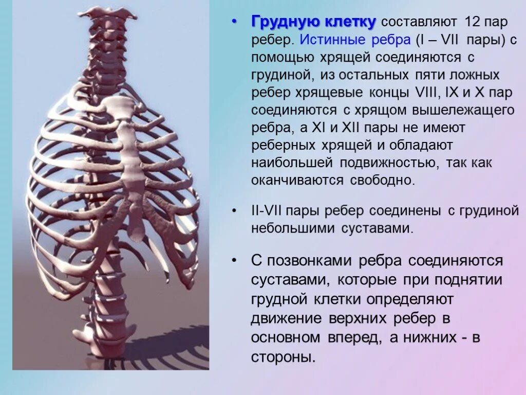 Ребра истинные ложные колеблющиеся. Грудная клетка. Грудная клетка ребра. Строение грудной клетки.