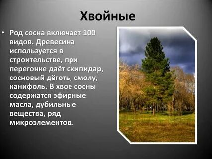 Хвойным лесом под цифрой 3