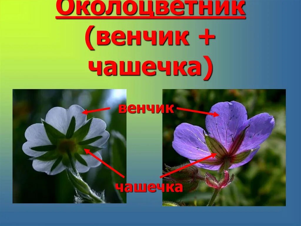 Околоцветник венчик из. Околоцветник чашечка. околоцветник клевера. клевер гибридный околоцветник. околоцветник чашечка и венчик.