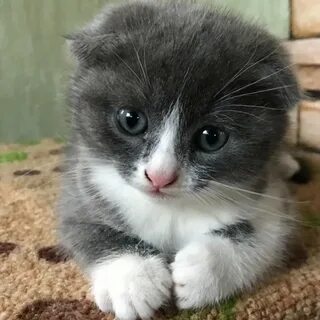 Котята липецк