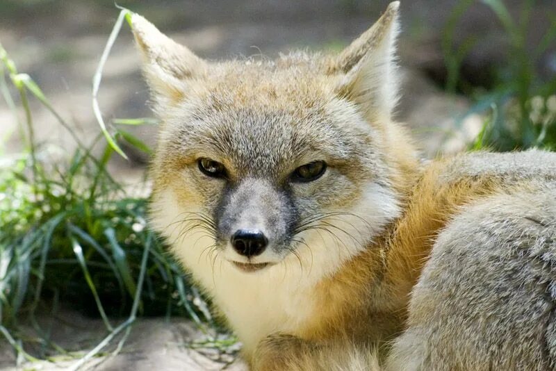 Kit fox. Тибетская лисица. Vulpes Velox. Лисица (Vulpes Vulpes). Тибетские лисята.