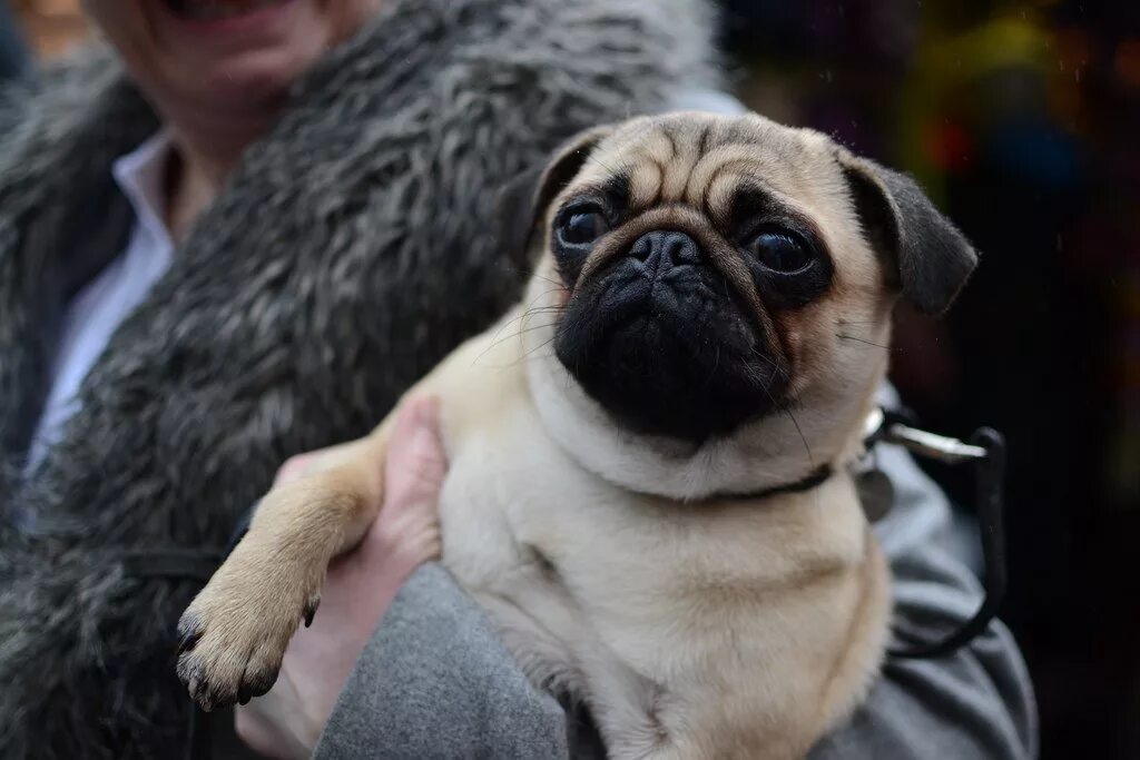 взрослый мопс. взрослый мопс. кейп мопсы. мопс европейский. взрослый мопс.
