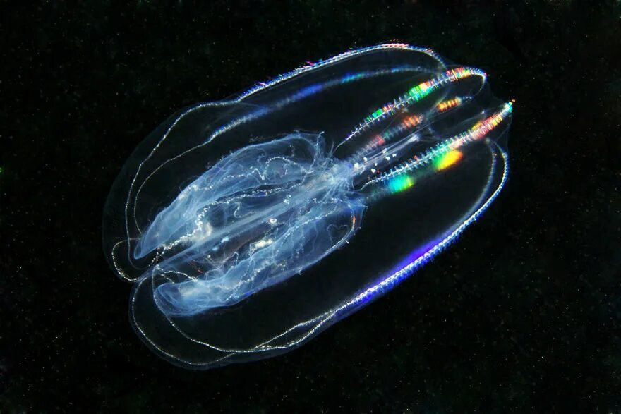 Светящееся существо. Медуза Гребневик. Мнемиопсис медуза. Гребневик мнемиопсис. Гребневики планктон.