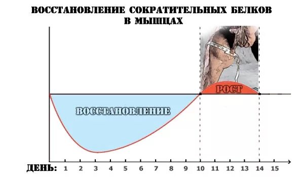 Сколько нужно времени чтобы восстановить. Сроки восстановления мышц. Время восстановления мышц после тренировки. Период суперкомпенсации мышц. Цикл восстановления мышц.