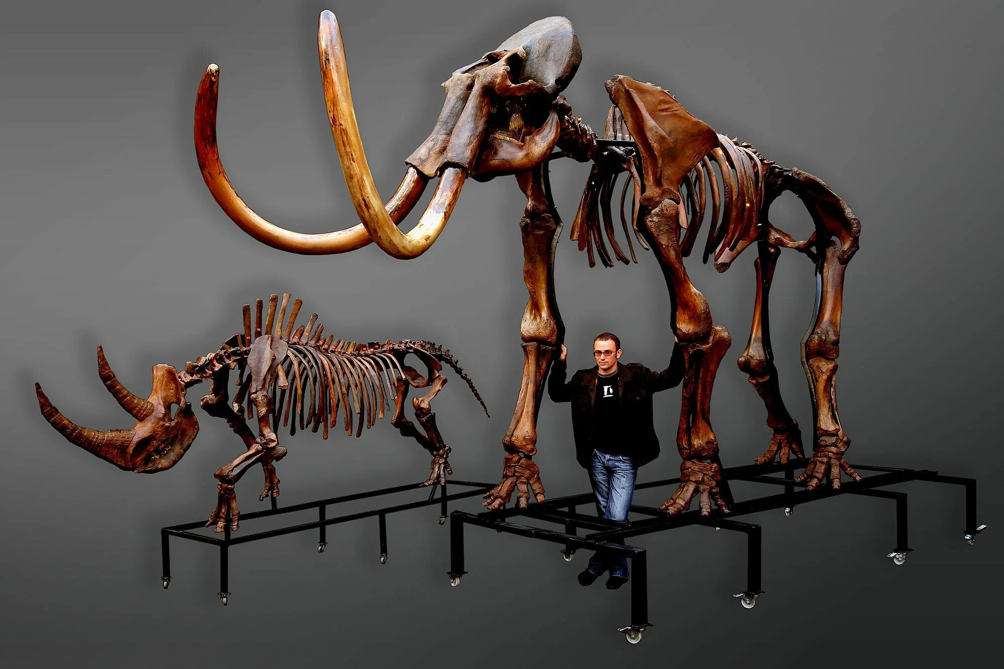 Mammuthus primigenius Skeleton. Мамонт Mammuthus primigenius. Woolly Mammoth Skeleton. Скелет шерстистого носорога.