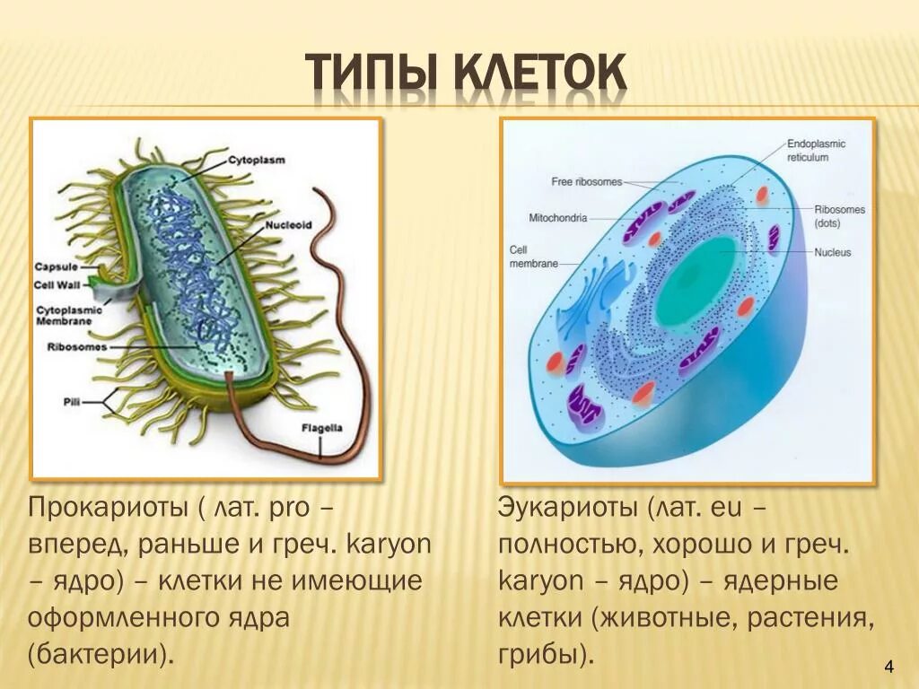 Прокариоты ответ 3