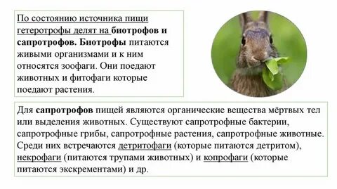 Редуцент 2 детритофаг 3 фитофаг
